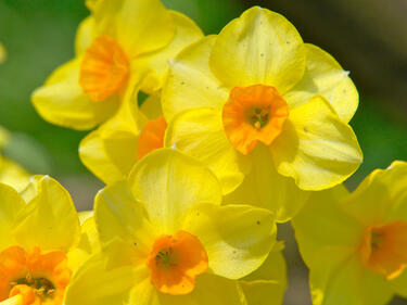 daffodil flowers