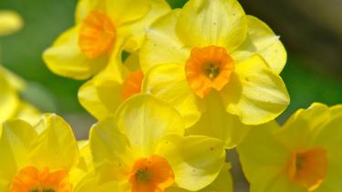 Daffodils daffodil flowers